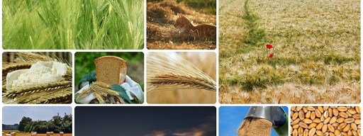 how to make a photo collage in a google slide